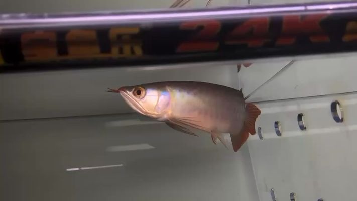 印尼小紅龍魚(yú)專用飼料品牌，印尼小紅龍魚(yú)專用飼料品牌有哪些？ 觀賞魚(yú)市場(chǎng)（混養(yǎng)魚(yú)） 第2張