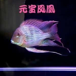 元寶鳳凰魚混養(yǎng)的最佳伴侶，元寶鳳凰魚混養(yǎng)的最佳伴侶是什么魚