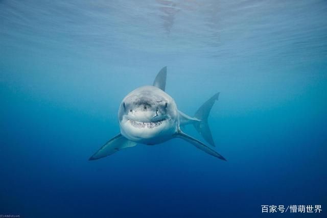 如何判斷鯊魚(yú)是否攻擊，如何判斷鯊魚(yú)是否攻擊人類(lèi) 觀賞魚(yú)市場(chǎng)（混養(yǎng)魚(yú)） 第4張