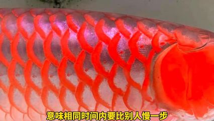 金龍魚總是在缸底游怎么辦，為什么金龍魚總是待在缸底游