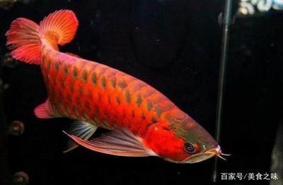 超血紅龍魚繁殖后價(jià)格走勢預(yù)測，超血紅龍魚價(jià)格走勢分析 觀賞魚市場（混養(yǎng)魚） 第1張