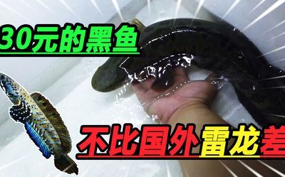 雷龍魚淺水靜養(yǎng)，如何判斷雷龍魚的淺水靜養(yǎng)環(huán)境布置技巧 龍魚百科 第1張