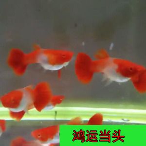 紅頭利魚最佳飼養(yǎng)環(huán)境，紅頭利魚水溫控制技巧 觀賞魚市場(chǎng)（混養(yǎng)魚） 第5張