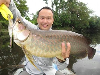 金龍魚(yú)用什么釣在哪里釣，金龍魚(yú)釣法技巧 龍魚(yú)百科 第4張