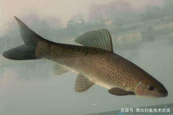 青龍魚飼料選擇與搭配技巧，青龍魚不同季節(jié)飼料選擇,青龍魚飼料中添加維諾效果