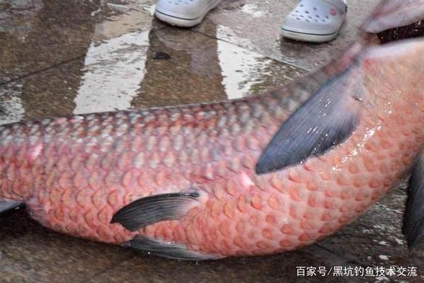 青龍魚飼料選擇與搭配技巧，青龍魚不同季節(jié)飼料選擇,青龍魚飼料中添加維諾效果