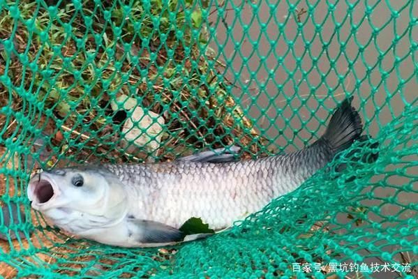 青龍魚飼料選擇與搭配技巧，青龍魚不同季節(jié)飼料選擇,青龍魚飼料中添加維諾效果 觀賞魚市場（混養(yǎng)魚） 第5張