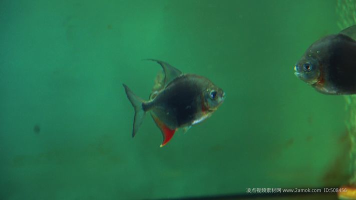 玫瑰銀版魚(yú)最佳生長(zhǎng)水溫，關(guān)于“玫瑰銀版魚(yú)最佳生長(zhǎng)水溫”的查詢(xún)當(dāng)前無(wú)法直接提供具體信息 觀賞魚(yú)市場(chǎng)（混養(yǎng)魚(yú)） 第4張