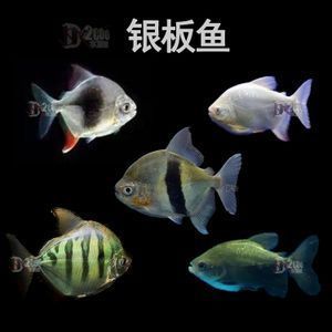 玫瑰銀版魚(yú)最佳生長(zhǎng)水溫，關(guān)于“玫瑰銀版魚(yú)最佳生長(zhǎng)水溫”的查詢(xún)當(dāng)前無(wú)法直接提供具體信息 觀賞魚(yú)市場(chǎng)（混養(yǎng)魚(yú)） 第2張