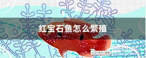 寶石魚繁殖環(huán)境優(yōu)化方法，寶石魚的繁殖環(huán)境優(yōu)化