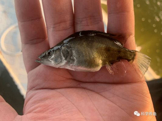 巴西鯛魚苗飼料配方優(yōu)化，巴西鯛魚苗不同階段飼料配比，巴西鯛魚苗飼料成本控制策略 觀賞魚市場（混養(yǎng)魚） 第2張