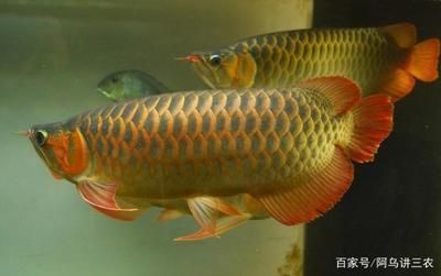 水族市場熱門魚類排行，水族市場熱門魚類排行榜 觀賞魚市場（混養(yǎng)魚） 第4張