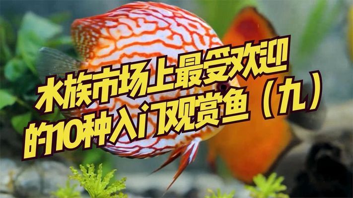 水族市場熱門魚類排行，水族市場熱門魚類排行榜 觀賞魚市場（混養(yǎng)魚） 第2張