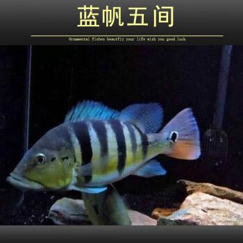 金老虎魚的市場(chǎng)價(jià)格趨勢(shì)，金老虎魚市場(chǎng)價(jià)格波動(dòng)原因探究金老虎魚價(jià)格波動(dòng)原因探究 觀賞魚市場(chǎng)（混養(yǎng)魚） 第4張