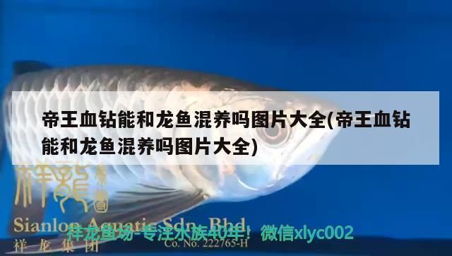 帝王血鉆繁殖期食物選擇指南，帝王血鉆繁殖期的食物選擇指南帝王血鉆繁殖期水質(zhì)管理技巧 觀賞魚(yú)市場(chǎng)（混養(yǎng)魚(yú)） 第5張