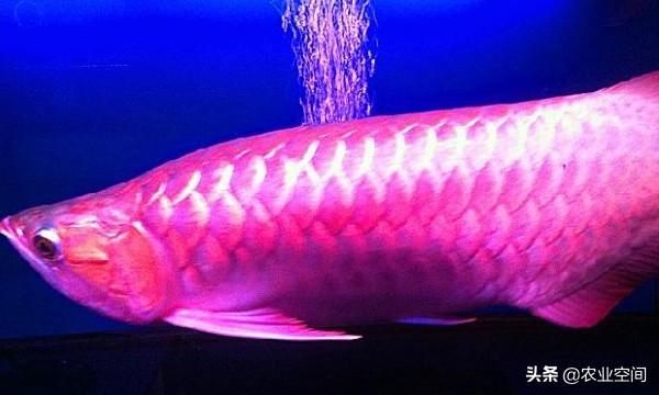 龍魚0下5度會死嗎為什么，龍魚在0下5度的水溫下生存的可能性低而導(dǎo)致死亡 龍魚百科 第3張