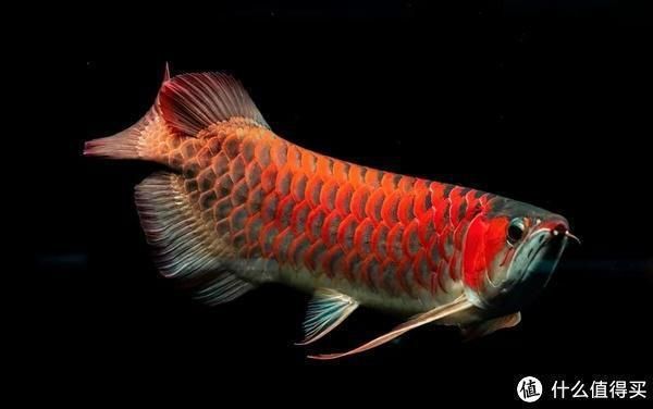 龍魚(yú)喂小魚(yú)注意事項(xiàng)有哪些，龍魚(yú)喂食小魚(yú)需注意多個(gè)方面龍魚(yú)喂食小魚(yú)需注意多個(gè)方面