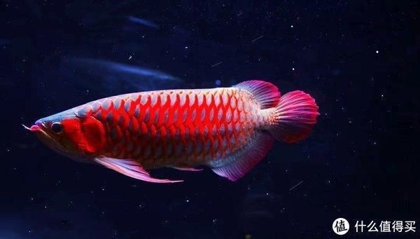 龍魚(yú)喂小魚(yú)注意事項(xiàng)有哪些，龍魚(yú)喂食小魚(yú)需注意多個(gè)方面龍魚(yú)喂食小魚(yú)需注意多個(gè)方面