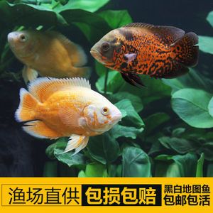 龍鳳鯉魚養(yǎng)殖常見問題，龍鳳鯉魚養(yǎng)殖水溫控制,龍鳳鯉魚疾病早期癥狀 觀賞魚市場（混養(yǎng)魚） 第5張