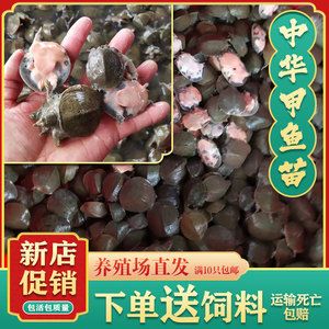 龍魚幼苗吃什么飼料好，龍魚幼苗飼料消化指南 龍魚百科 第3張