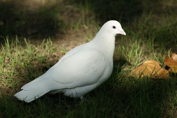 粗線銀版魚(yú)苗品質(zhì)評(píng)價(jià)標(biāo)準(zhǔn)，粗線銀板魚(yú)品質(zhì)評(píng)價(jià)標(biāo)準(zhǔn) 觀賞魚(yú)市場(chǎng)（混養(yǎng)魚(yú)） 第3張