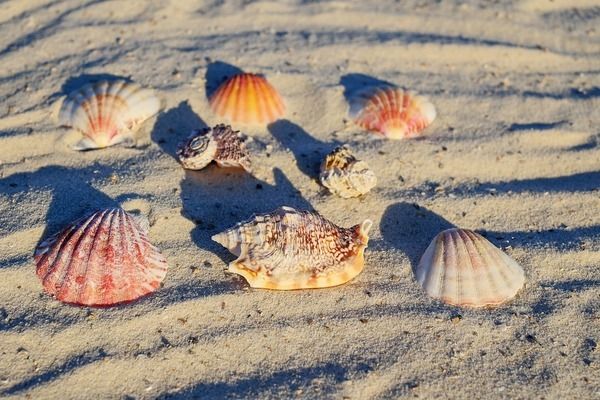 奧里諾三間魚繁殖水溫控制，奧里諾三間魚繁殖水溫控制在28-28℃之間的水溫控制 觀賞魚市場（混養(yǎng)魚） 第2張