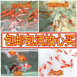 三色錦鯉魚繁殖水質(zhì)要求，三色錦鯉繁殖期如何調(diào)節(jié)水溫，如何檢測錦鯉養(yǎng)殖水中的有害物質(zhì) 觀賞魚市場（混養(yǎng)魚） 第4張