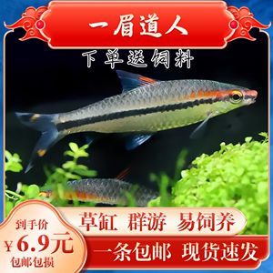 黑影道人魚(yú)