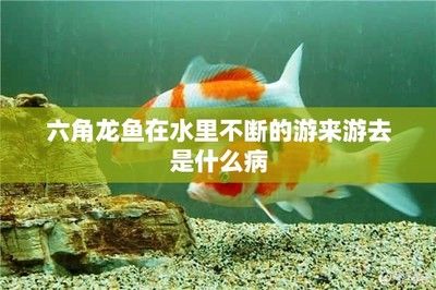 六角恐龍魚活潑游來游去，六角恐龍魚水質管理技巧，六角恐龍魚常見疾病預防