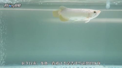 龍魚怎么養(yǎng)殖，養(yǎng)殖龍魚的基本步驟和注意事項(xiàng)，龍魚養(yǎng)殖的基本步驟和注意事項(xiàng)