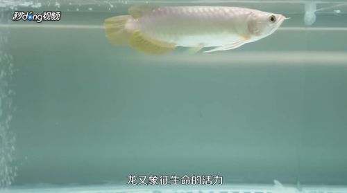 龍魚怎么養(yǎng)殖，養(yǎng)殖龍魚的基本步驟和注意事項，龍魚養(yǎng)殖的基本步驟和注意事項 龍魚百科 第3張