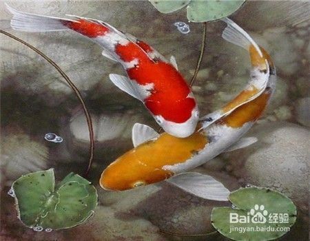 龍鳳鯉魚飼料選擇技巧 觀賞魚市場（混養(yǎng)魚） 第1張