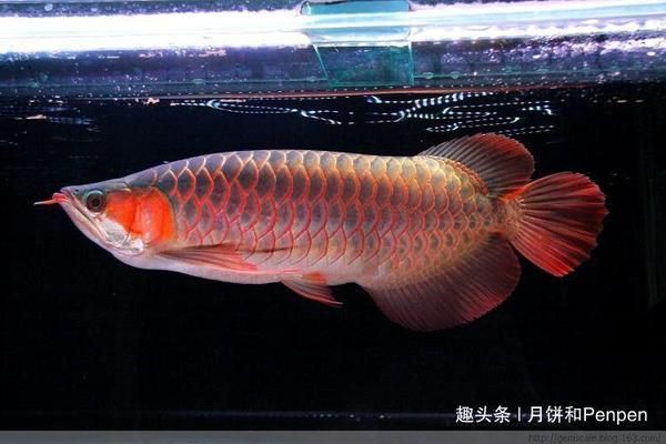 買龍魚怎樣挑選好的，購買龍魚時，選擇一個好的龍魚是確保其健康和成長的關(guān)鍵 龍魚百科 第2張