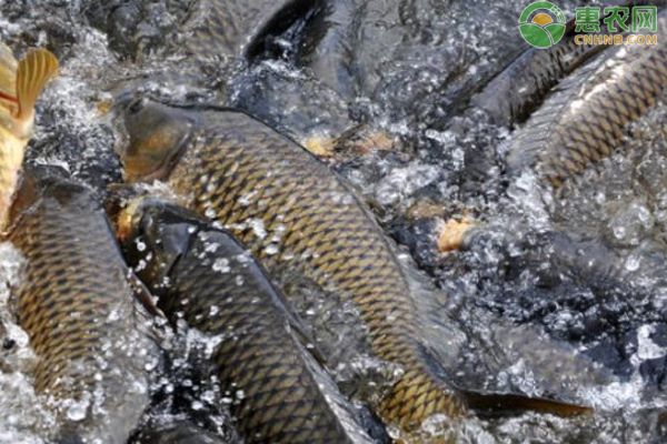 七紋巨鯉魚養(yǎng)殖技術要點，七紋巨鯉魚養(yǎng)殖技術要點七紋巨鯉魚養(yǎng)殖經(jīng)濟效益分析 觀賞魚市場（混養(yǎng)魚） 第2張