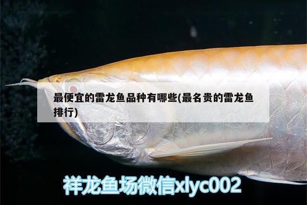 什么雷龍魚最便宜，最便宜的雷龍魚品種介紹 龍魚百科 第2張