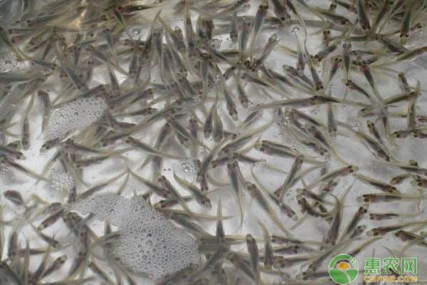 金龍魚幼魚喂什么食物長得快，金龍魚幼魚喂食頻率調(diào)整技巧金龍魚幼魚喂食頻率調(diào)整技巧 龍魚百科 第2張