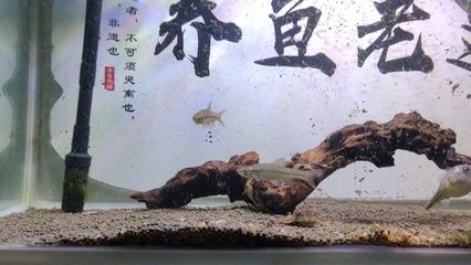 斑馬狗頭魚消化問題處理，如何處理斑馬狗頭魚的消化問題