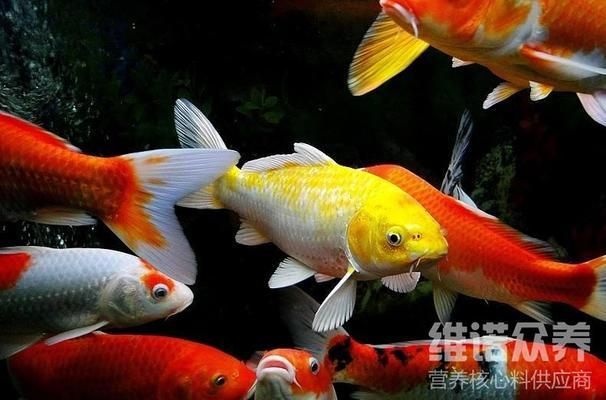 高檔觀賞魚(yú)飼料成分分析，高檔觀賞魚(yú)飼料成分的分析 觀賞魚(yú)市場(chǎng)（混養(yǎng)魚(yú)） 第5張