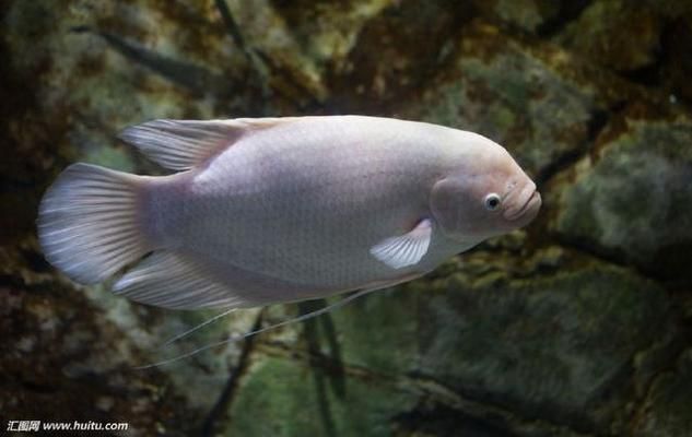 招財戰(zhàn)船魚的日常護(hù)理，如何判斷招財戰(zhàn)船魚健康 觀賞魚市場（混養(yǎng)魚） 第2張