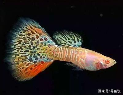 龍魚總是死，龍魚死亡的主要原因 龍魚百科 第1張