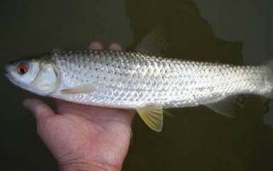 綠皮皇冠豹魚(yú)飼料保存方法，綠皮皇冠豹魚(yú)飼料保存方法綠皮皇冠豹魚(yú)飼料保存方法 觀賞魚(yú)市場(chǎng)（混養(yǎng)魚(yú)） 第3張