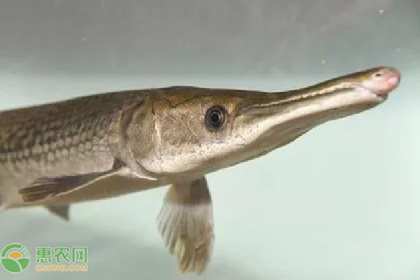 元寶鳳凰魚(yú)適宜混養(yǎng)的品種，元寶鳳凰魚(yú)可以與多種性格溫和的觀(guān)賞魚(yú)混養(yǎng)飼料選擇