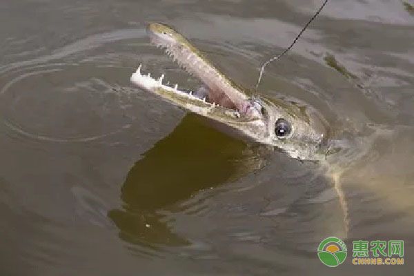 元寶鳳凰魚(yú)適宜混養(yǎng)的品種，元寶鳳凰魚(yú)可以與多種性格溫和的觀(guān)賞魚(yú)混養(yǎng)飼料選擇