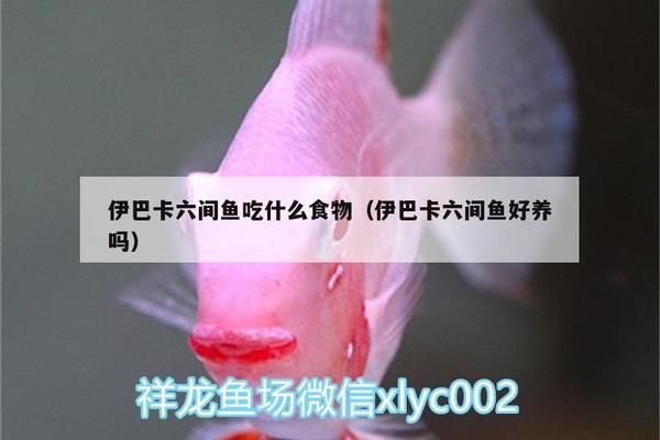 伊巴卡魚(yú)飼料搭配建議，伊巴卡魚(yú)專用飼料品牌推薦 觀賞魚(yú)市場(chǎng)（混養(yǎng)魚(yú)） 第5張