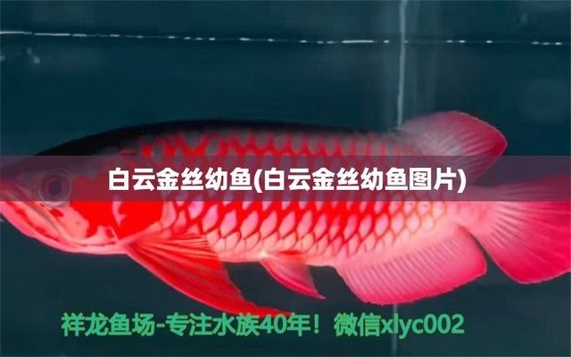 斑馬鴨嘴魚繁殖期注意事項，斑馬鴨嘴魚繁殖期需要注意以下幾個方面，以確保繁殖的成功率 觀賞魚市場（混養(yǎng)魚） 第3張