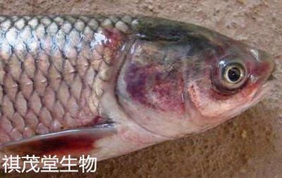 七紋巨鯉魚豎鱗病的預防方法，七紋巨鯉魚水質監(jiān)測方法七紋巨鯉魚水質監(jiān)測方法 觀賞魚市場（混養(yǎng)魚） 第5張