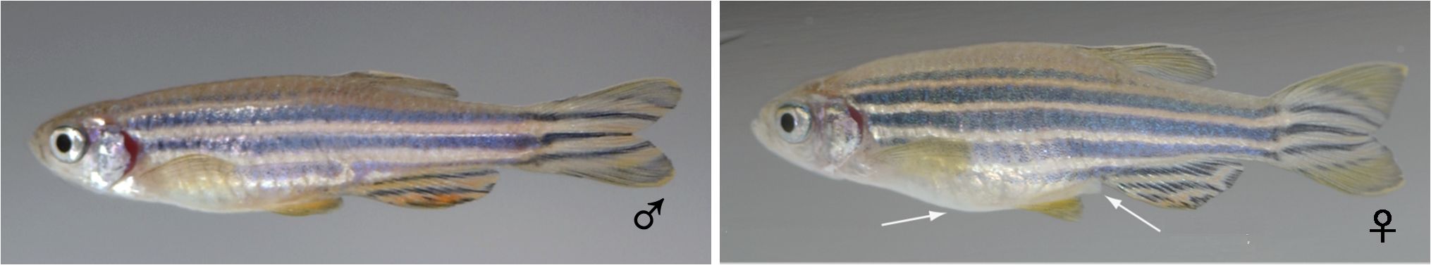 斑馬魚(yú)卵毒性試驗(yàn)的具體步驟，斑馬魚(yú)卵毒性試驗(yàn)的具體步驟和注意事項(xiàng) 觀賞魚(yú)市場(chǎng)（混養(yǎng)魚(yú)） 第1張