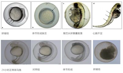 斑馬魚(yú)卵毒性試驗(yàn)的具體步驟，斑馬魚(yú)卵毒性試驗(yàn)的具體步驟和注意事項(xiàng) 觀賞魚(yú)市場(chǎng)（混養(yǎng)魚(yú)） 第3張