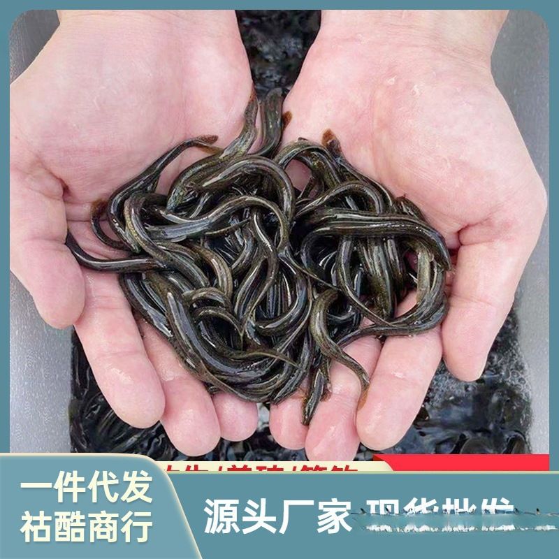 龍魚吃活食，龍魚活食喂養(yǎng)的最佳頻率