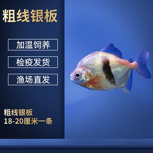 黑云魚與菠蘿魚的區(qū)別，黑云魚和菠蘿魚是兩種不同的魚類，觀賞魚水質(zhì)管理方法 觀賞魚市場（混養(yǎng)魚） 第3張